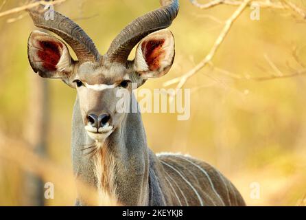 J'aime les grands mâles et je ne peux pas mentir. Un kudu mâle sur les plaines de l'Afrique. Banque D'Images