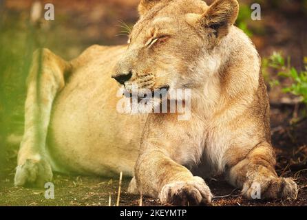 Les bonnes choses arrivent à ceux qui attendent. Photo pleine longueur d'une lionne sur les plaines d'Afrique. Banque D'Images