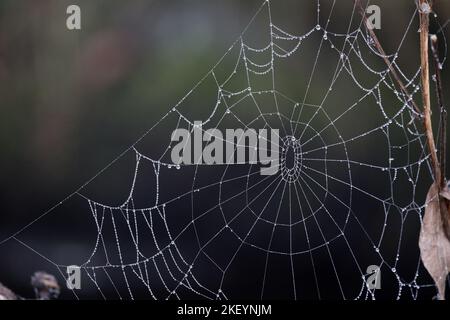 Gros plan vue d'un Dew Coated Spiders Web, Royaume-Uni Banque D'Images