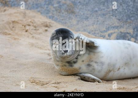 Atlantic Grey Seal Pup (Halichoerus grypus), Norfolk, Royaume-Uni Banque D'Images