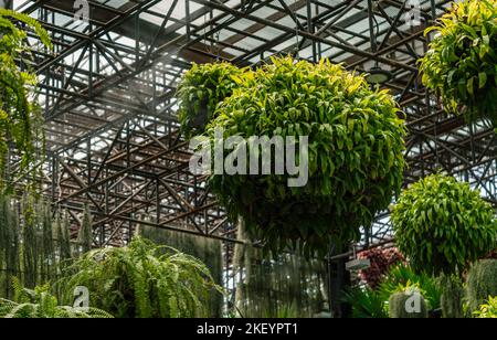 Les pots de plantes sont suspendus sous le plafond haut. Pots de plantes de forme ronde. Vis sans fin yeux voir les pots de plantes suspendus. Banque D'Images