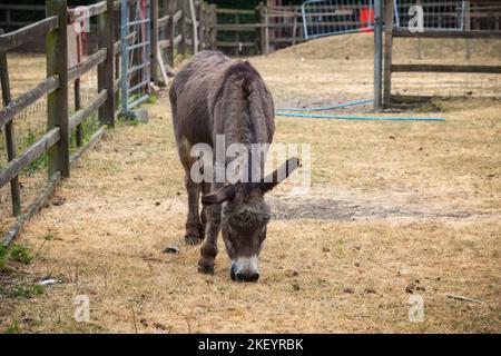 Pâturage des ânes à la ferme de la ville de Hackney à Londres, en Angleterre Banque D'Images