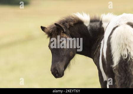 Icelandic Horse foal Banque D'Images