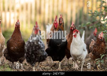 poulets Banque D'Images