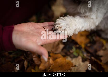 Dachshund-Bolonka-zwetna en automne Banque D'Images