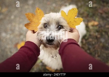 Dachshund-Bolonka-zwetna en automne Banque D'Images