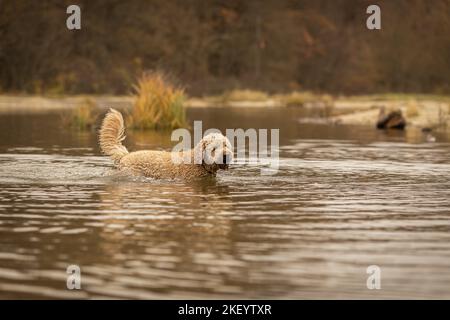 Goldendoodle mâle Banque D'Images