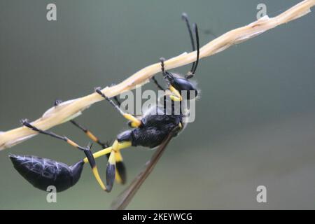 Noir et jaune Sceliphron destilatorium belle boue dauber Wasp est accroché sur un petit bâton. Des jambes fortes. Sélectif sur les yeux et le dos. Banque D'Images