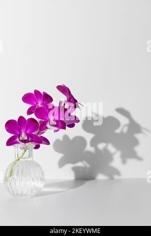 Branche d'orchidée pourpre en fleurs dans l'eau dans un vase transparent sur fond blanc, espace libre de copie. Afficher sur le mur de l'ombre de la fleur Banque D'Images