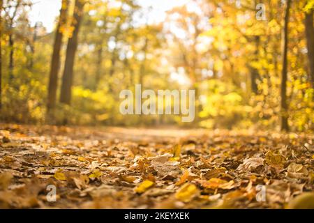 Magnifique paysage d'automne avec des arbres jaunes et le soleil. Feuillage coloré dans le parc. Chute de feuilles fond naturel, point de vue bas, forêt d'automne Banque D'Images