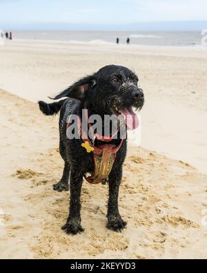 Chien noir debout sur la plage, couvert de sable Banque D'Images