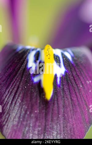 Iris reticulata 'George', gros plan des pétales Banque D'Images