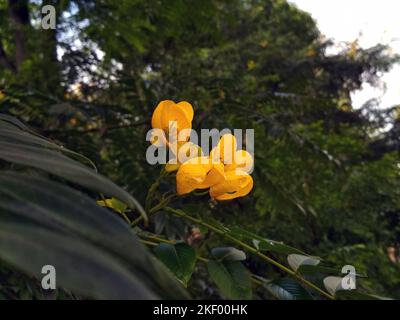 Gros plan de fleurs jaunes de Senna spectabilis sur fond vert. Les pétales groupés et les veines douces contrastent avec le feuillage. Banque D'Images