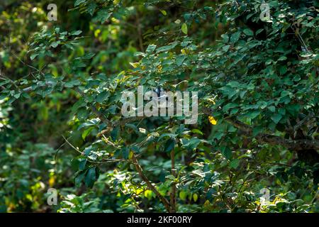 kingfisher à crête ou Megaceryle lugubris Grand oiseau perché sur un arbre dans un fond vert naturel dans la zone de dhikala du parc national jim corbett Banque D'Images