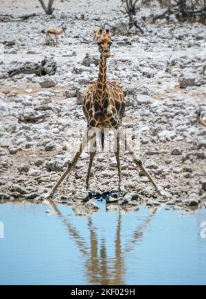 Girafe debout dans un trou d'eau de la réserve nationale d'Etosha en Namibie Banque D'Images