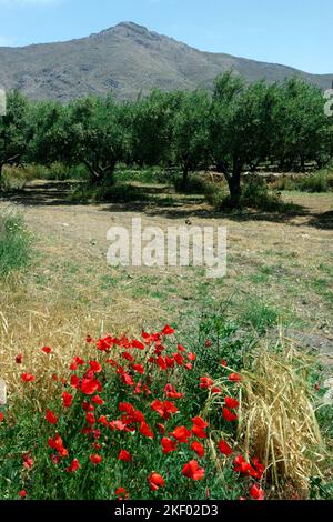 oliveraie et coquelicots, Vallée de l'Eristos, Tilos, îles Dodécanèse, Egée du Sud, Grèce. Banque D'Images