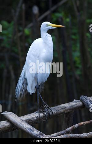 BRÉSIL. NORDESTE. ÉTAT DE MARANHAO. UN AIGRETTE BLANC DANS LA MANGROVE DU PARC NATIONAL DE LENCOIS MARANHENSES. UN ENDROIT UNIQUE DANS LE MONDE : IMMACULÉ W Banque D'Images