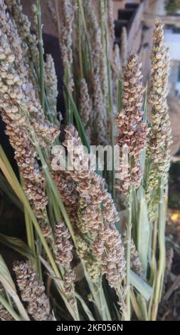 Sorgho bicolor, aussi appelé sorgho, jowar, ou milo. Cette image met en évidence la polyvalence de la culture et son rôle vital dans l'agriculture et la production alimentaire Banque D'Images