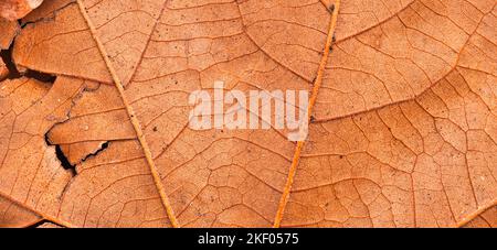 Texture de la feuille sèche et arrière-plan de la nature. Surface du matériau des feuilles brunes. Résumé artistique naturel automne macro, plante de gros plan Banque D'Images