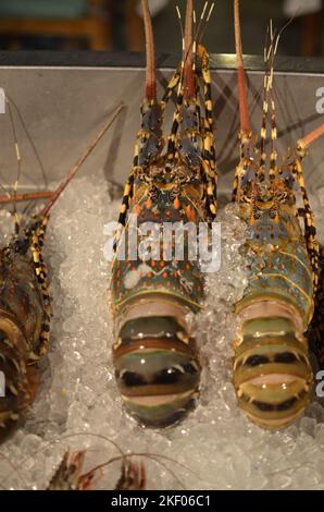 Homard frais sur glace fruits de mer gastronomiques Banque D'Images