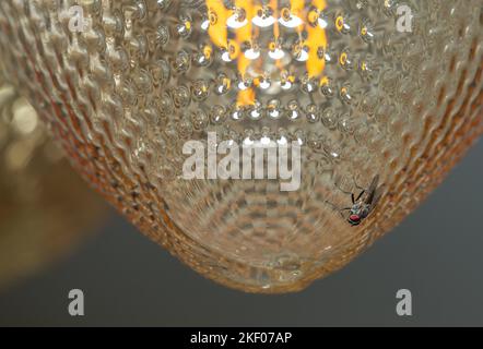 Petite mouche de maison (Fannia canicularis) Banque D'Images