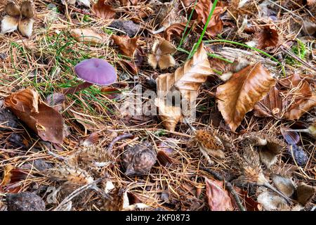 Un jeune champignon 'Amethyst Deceiver' parmi les feuilles de hêtre d'automne, Beacon Wood, Penrith, Cumbria, Royaume-Uni Banque D'Images