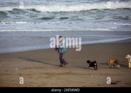 Portreath,Cornouailles,15th novembre 2022, Une dame marche quatre chiens sur la plage comme de grandes vagues se brisent à Portreath,Cornouailles causé par de forts vents de l'est du Sud ce matin. La température était de 11C mais avec des averses de pluie légères. La prévision est pour les vents de rafales de continuer jusqu'à la fin de mercredi après-midi.Credit: Keith Larby/Alay Live News Banque D'Images