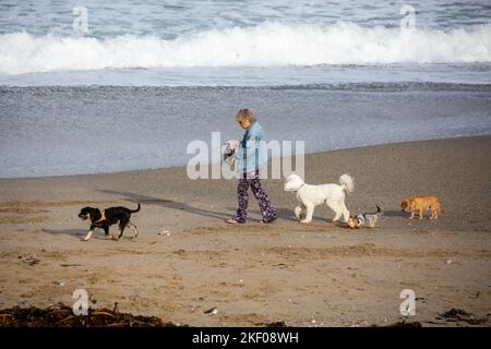 Portreath,Cornouailles,15th novembre 2022, Une dame marche quatre chiens sur la plage comme de grandes vagues se brisent à Portreath,Cornouailles causé par de forts vents de l'est du Sud ce matin. La température était de 11C mais avec des averses de pluie légères. La prévision est pour les vents de rafales de continuer jusqu'à la fin de mercredi après-midi.Credit: Keith Larby/Alay Live News Banque D'Images