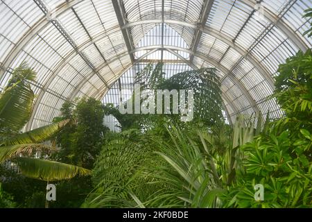 Londres. Royaume-Uni. Vers novembre 2022, jardin des palmiers en serre dans les jardins botaniques royaux de Kew. Banque D'Images