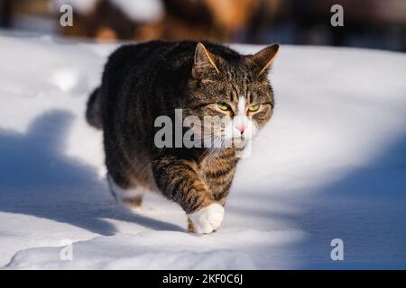 Un gros plan d'un chat tabby chubby marchant dans la neige Banque D'Images