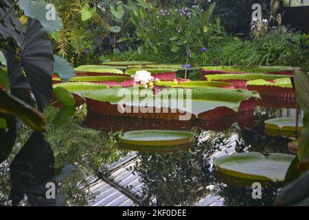 Nymphaea odorata, Waterlily House, Royal KEW Gardens, Londres Banque D'Images