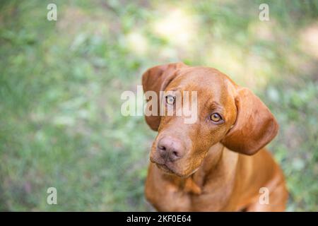 Magnifique portrait de chien hongrois vizsla. Vizsla chien de chasse couché dans un jardin et regardant sur le côté. Arrière-plan chien. Banque D'Images