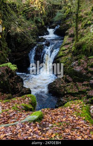 Petite cascade sur la rivière Afon Cynfal dans une gorge du parc national de Snowdonia près de Llan Ffestinog, Blaenau Ffestinog, Gwynedd, au nord du pays de Galles, Royaume-Uni, Grande-Bretagne Banque D'Images