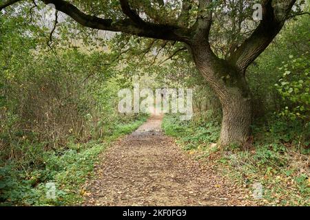 Sentier parsemé de feuilles sous un chêne dans un parc du pays anglais le jour de l'automne. Banque D'Images