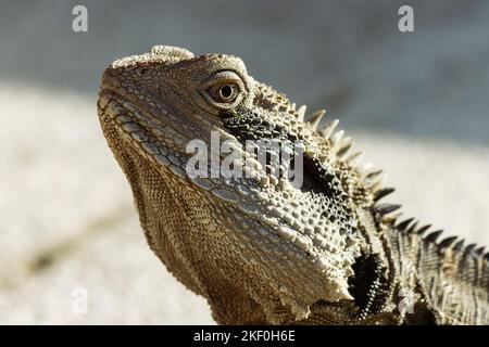 Portrait en gros plan d'un dragon australien de l'est de l'eau Banque D'Images