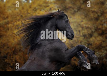 Étalon frison Banque D'Images