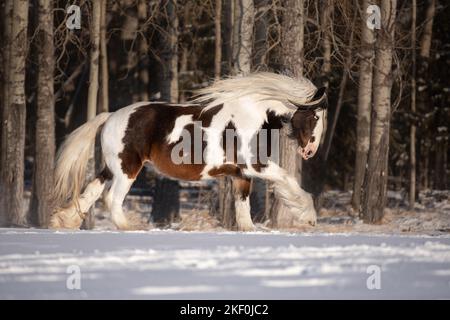 Tinker irlandais en hiver Banque D'Images