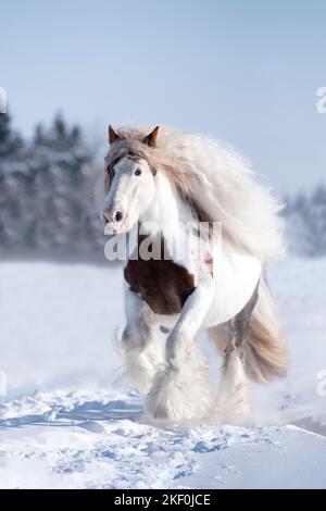 Tinker irlandais en hiver Banque D'Images