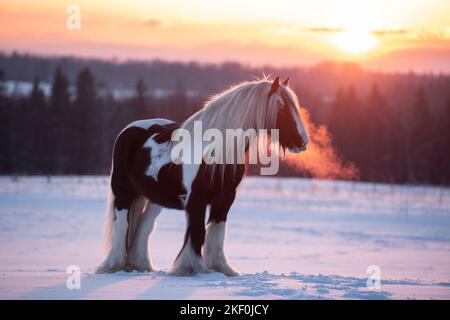 Tinker irlandais en hiver Banque D'Images