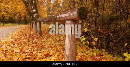la clôture en bois avec une mer de feuilles jaunes à sa base en automne Banque D'Images