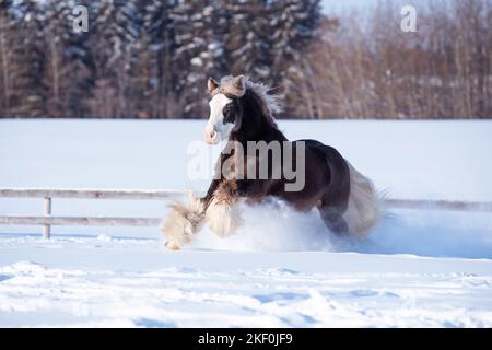 Tinker irlandais en hiver Banque D'Images