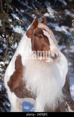 Tinker irlandais en hiver Banque D'Images