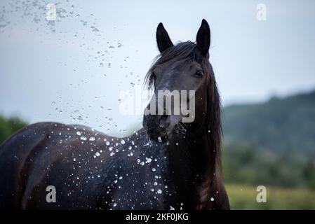 Portrait de Noriker Horse Banque D'Images
