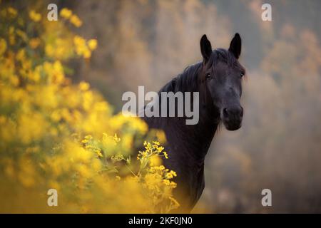 Portrait de Noriker Horse Banque D'Images