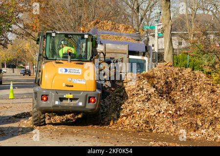 Chargeur avant utilisé pour le ramassage des feuilles d'automne. Quartier historique, Oak Park, Illinois. Les feuilles seront compostées. Banque D'Images