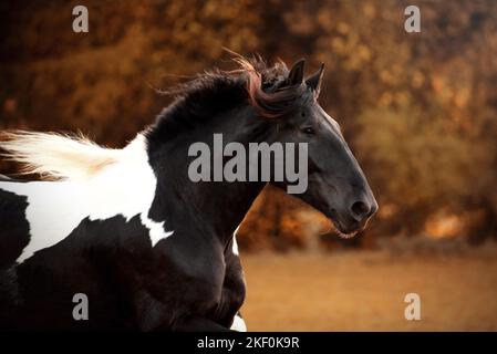Portrait de cheval Noriker Banque D'Images