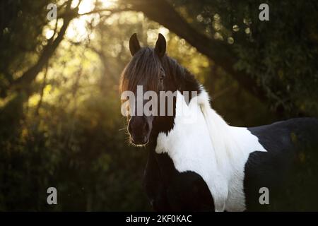 Portrait de cheval Noriker Banque D'Images