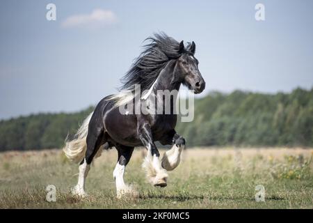 Étalon de Tinker irlandais galopant Banque D'Images