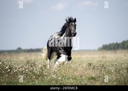 Étalon de Tinker irlandais galopant Banque D'Images