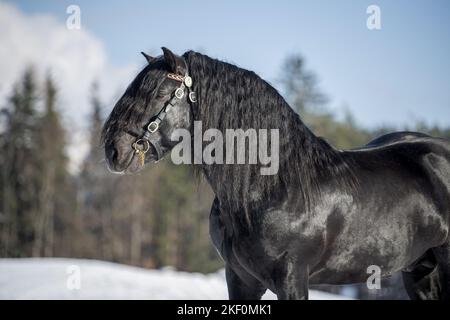 Portrait de Noriker Horse Stallion Banque D'Images